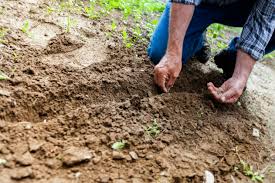image of man crouching and hand planting seeds in the dirt outside in the garden