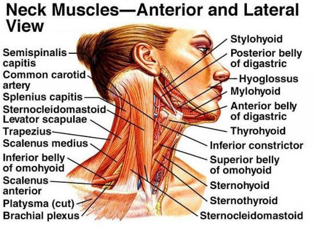 neck muscles anatomy and muscles labeled