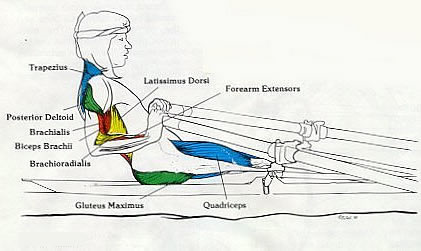 Anatomical drawing of person rowing with relevant muscles coloured in.
