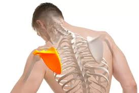 Back of a man, hunched over, with highlighted scapula and muscles of shoulder pain