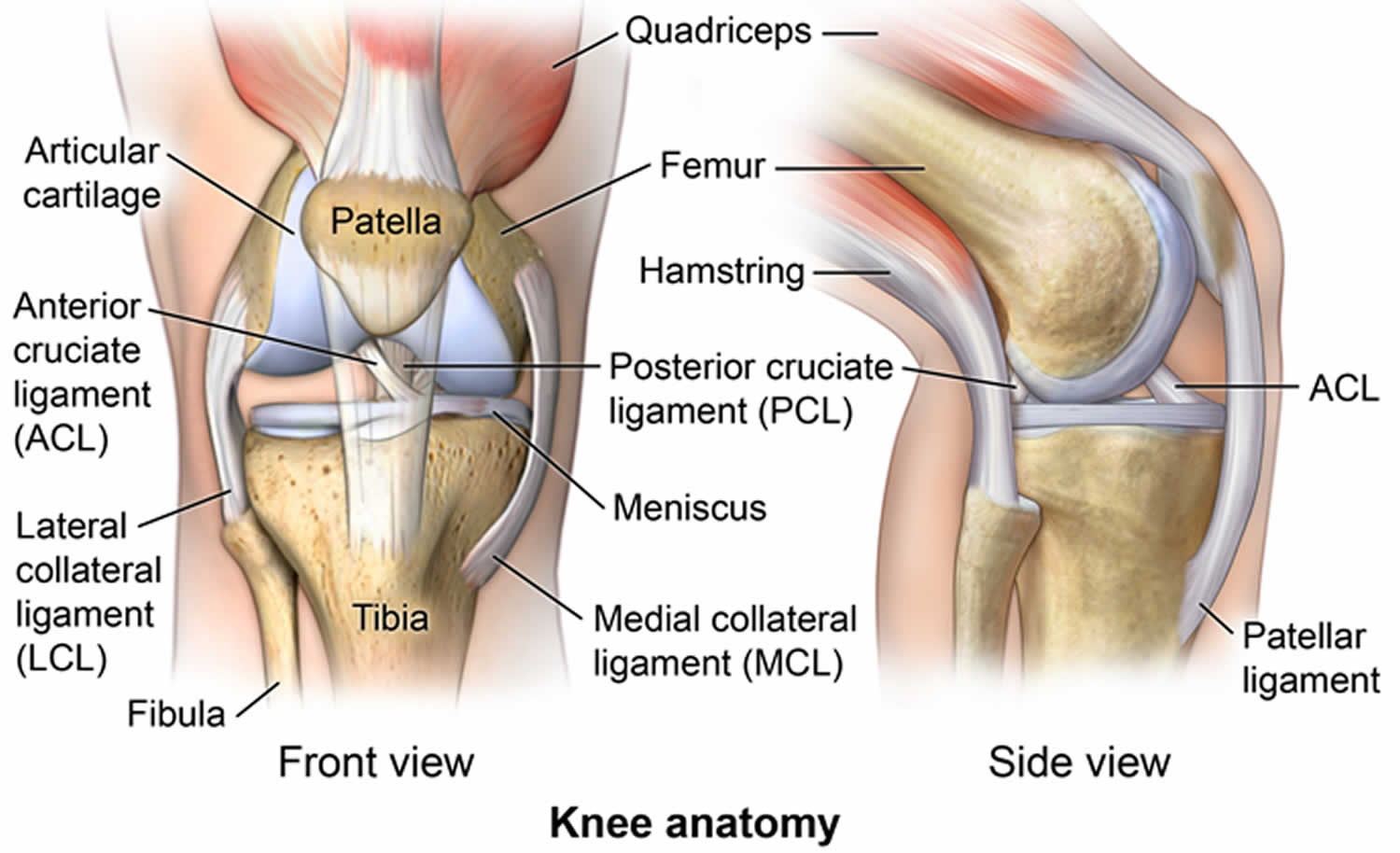 anatomy of the knee image