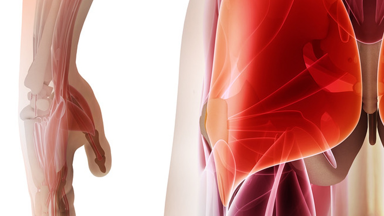 Anatomy of glues with muscles highlighted in red.l