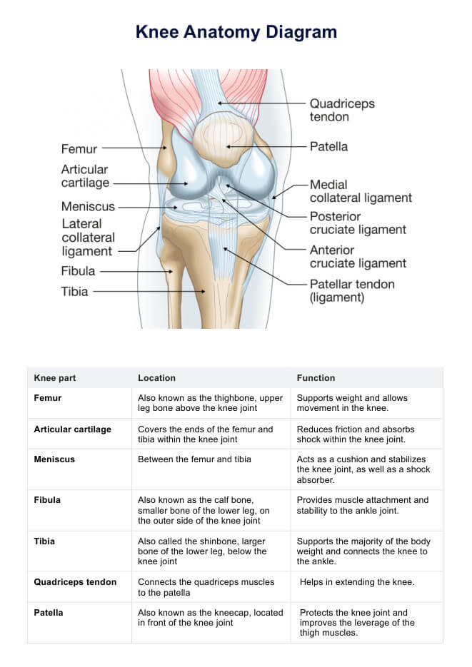 knee anatomy