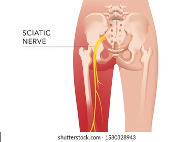 anatomical image of pelvic and sciatic nerve
